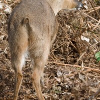 Chinese Water Deer